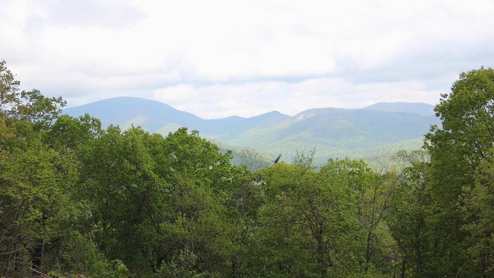 Open Georgia land access road near Augusta