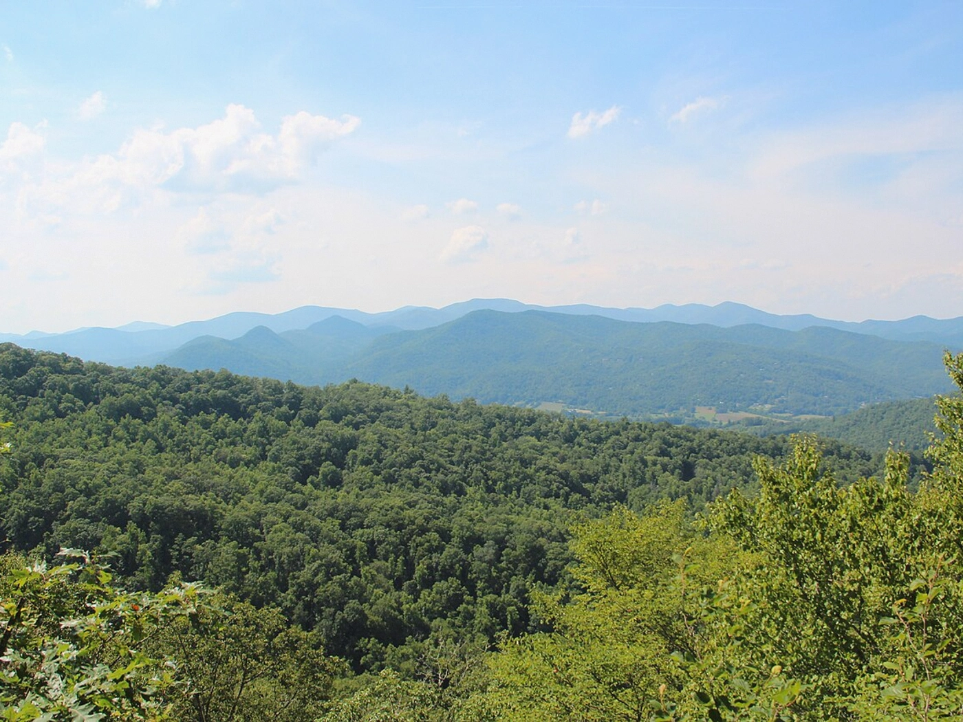 Timber Acreage in Augusta